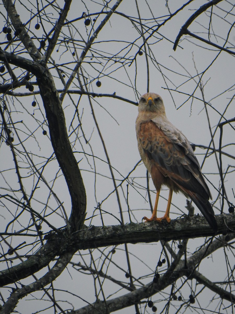 Savanna Hawk - ML636823155