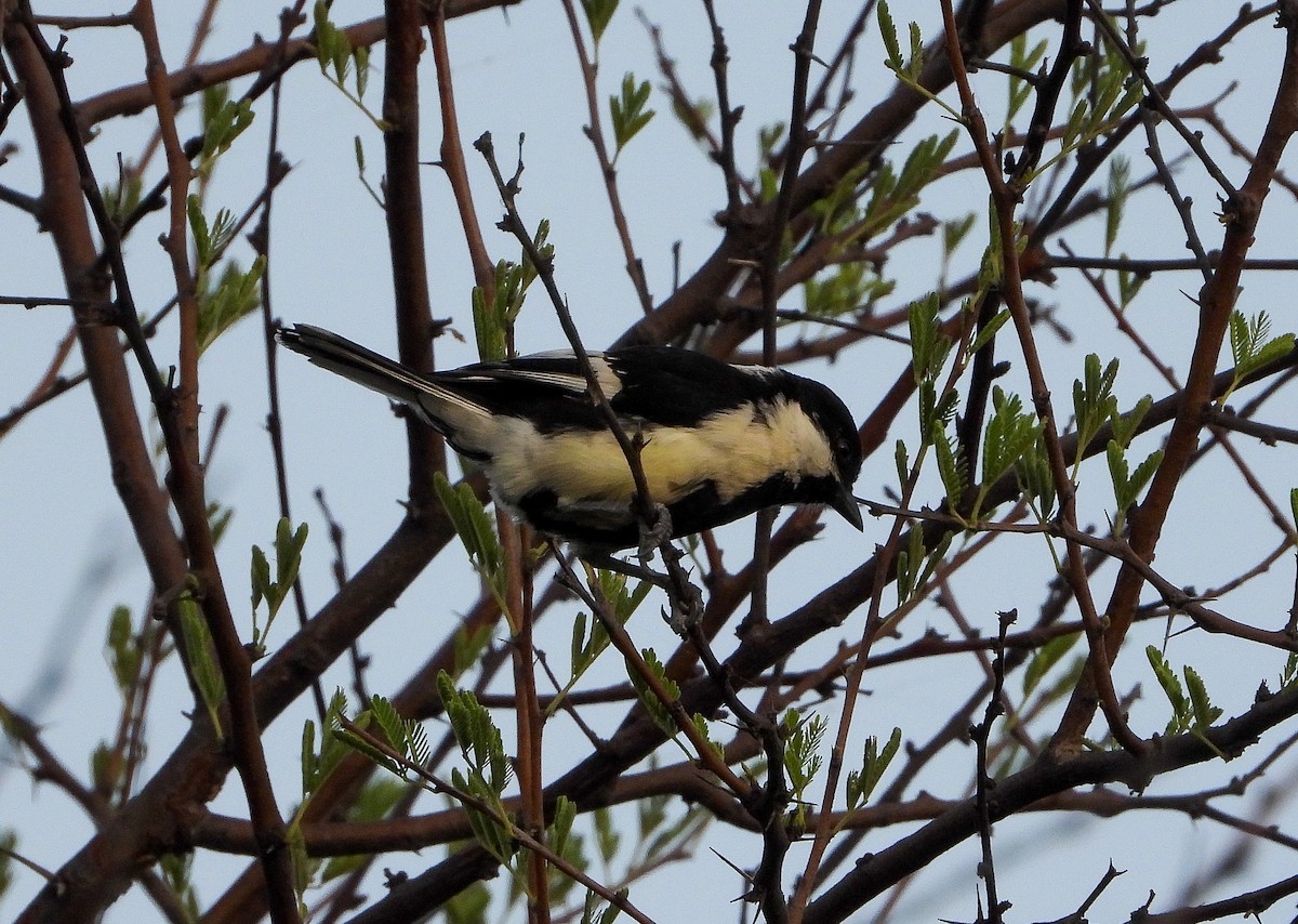 White-naped Tit - ML636823171