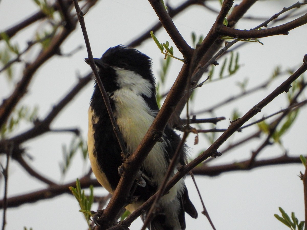 White-naped Tit - ML636823172