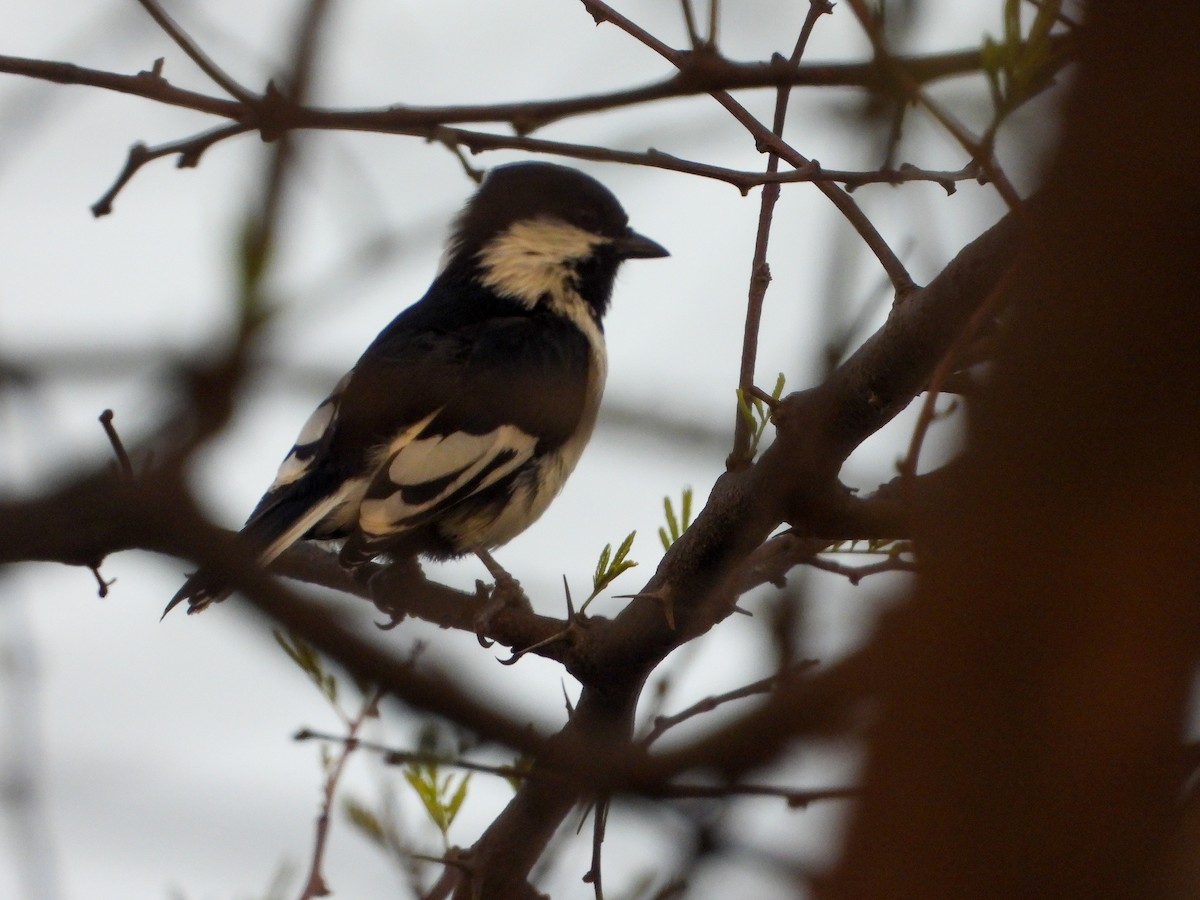 White-naped Tit - ML636823173