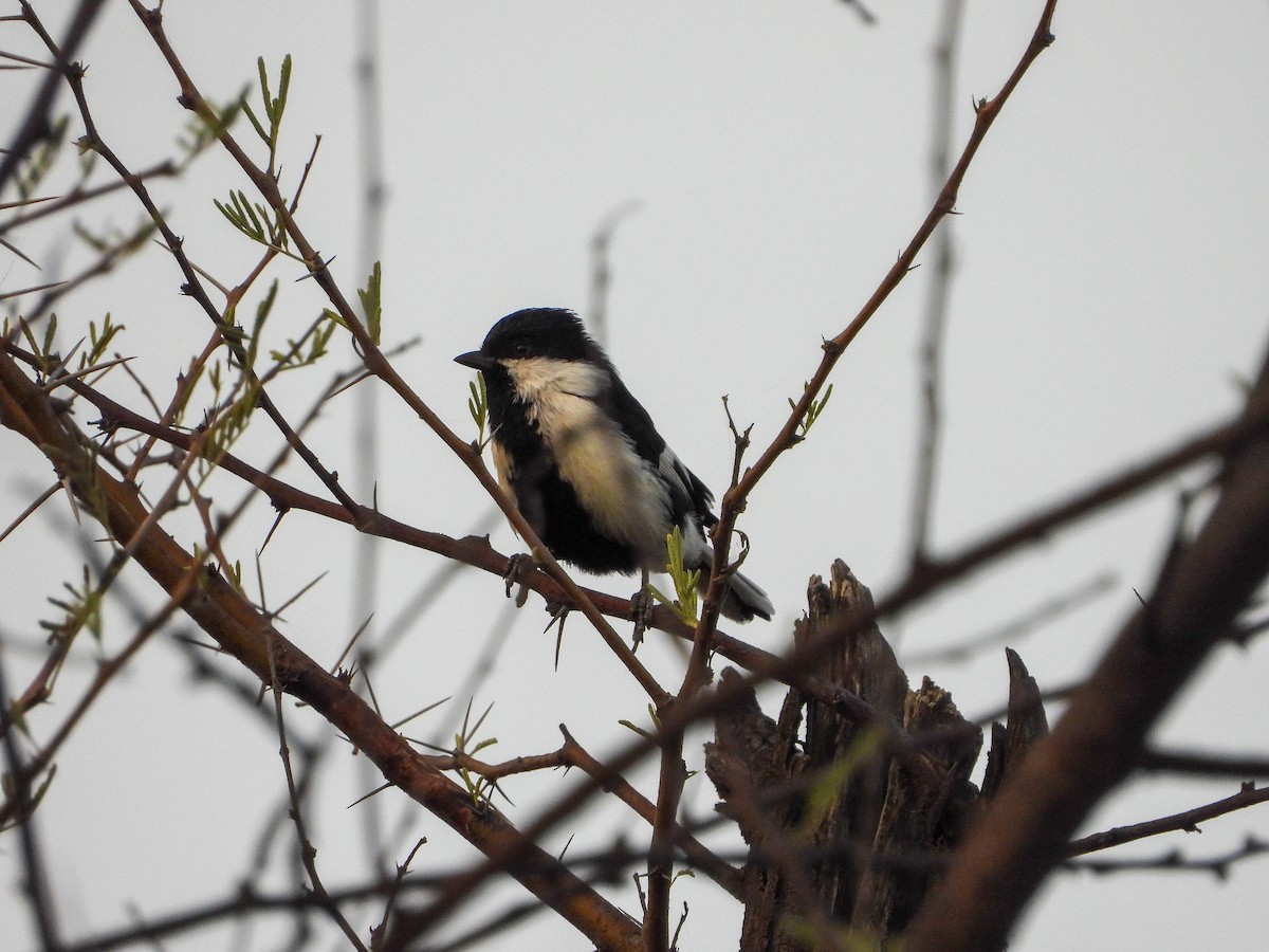 White-naped Tit - ML636823174