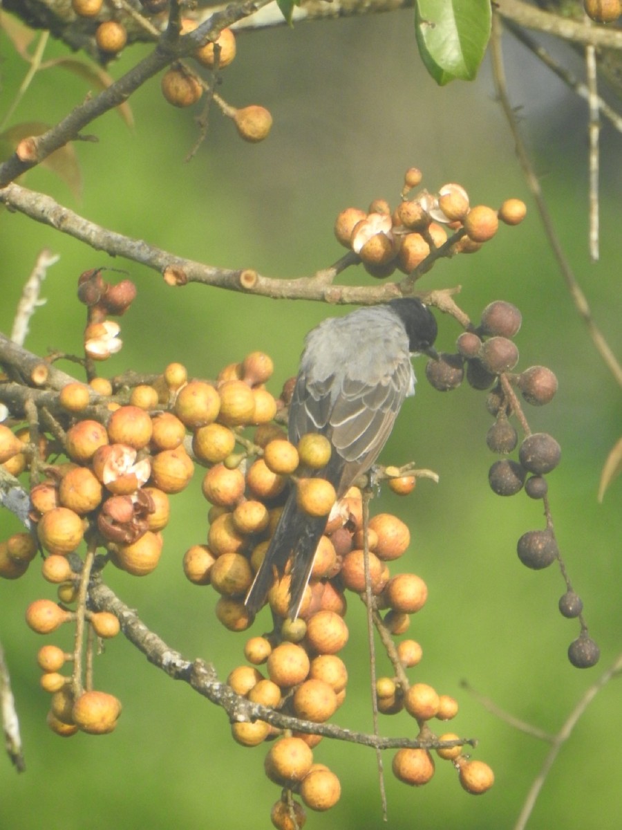 Fork-tailed Flycatcher - ML636823236