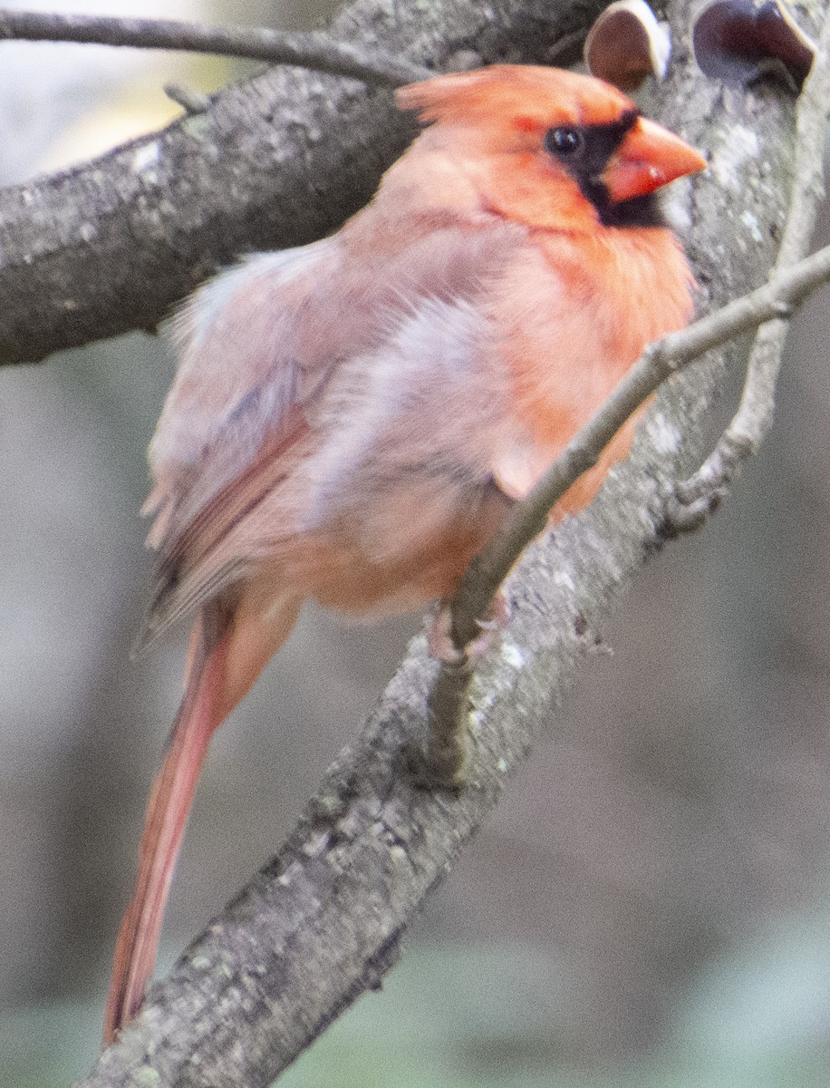 Northern Cardinal - ML636823252