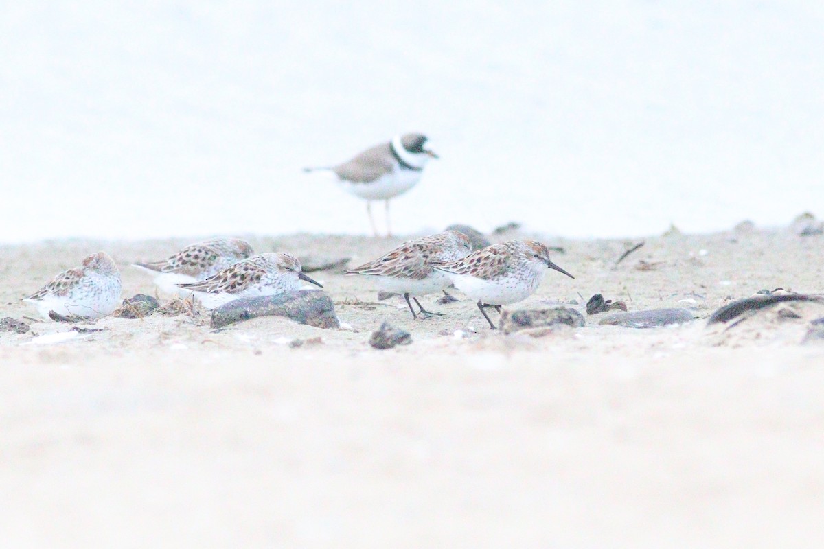 Bergstrandläufer - ML636823257