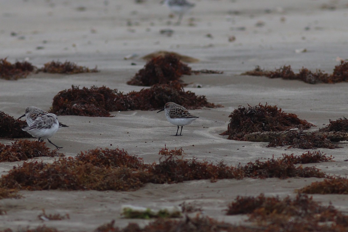 Bergstrandläufer - ML636823259
