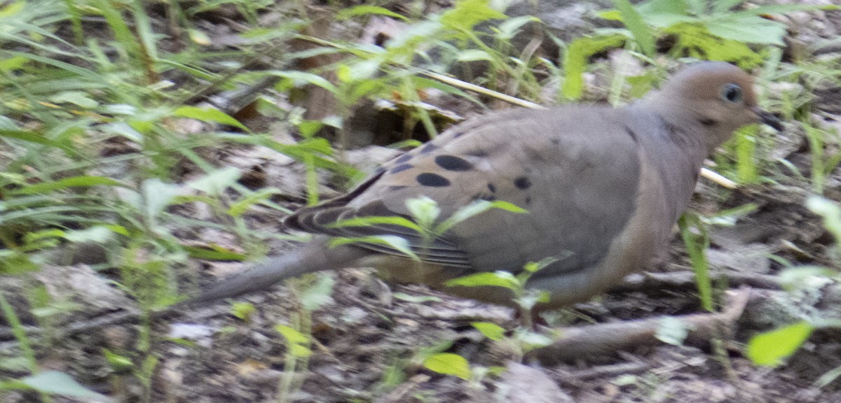 Mourning Dove - ML636823261