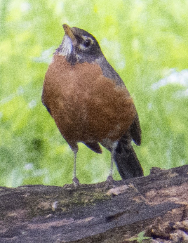 American Robin - ML636823266