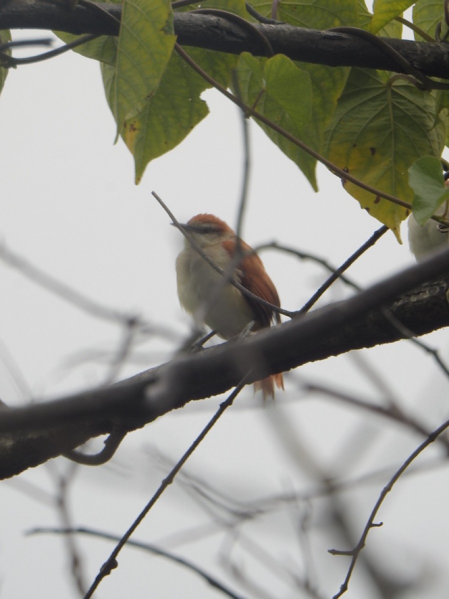 Yellow-chinned Spinetail - ML636823276