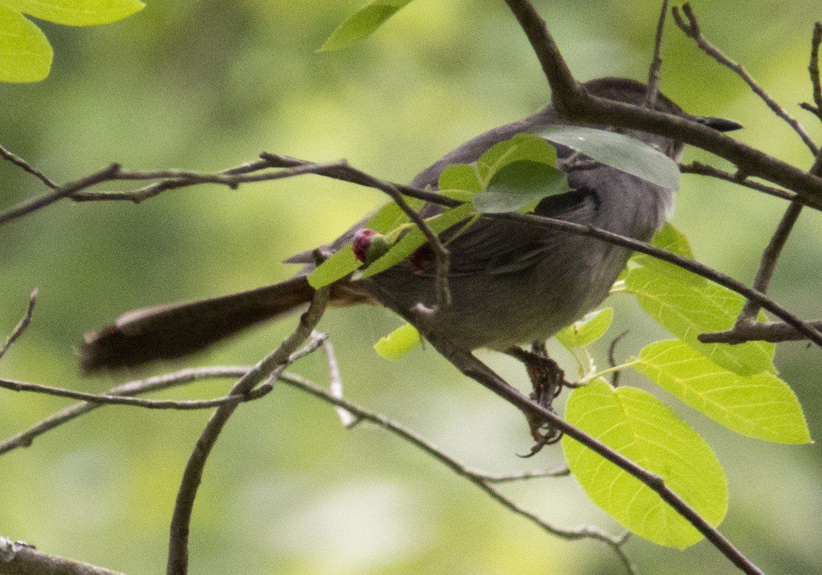 Gray Catbird - ML636823279