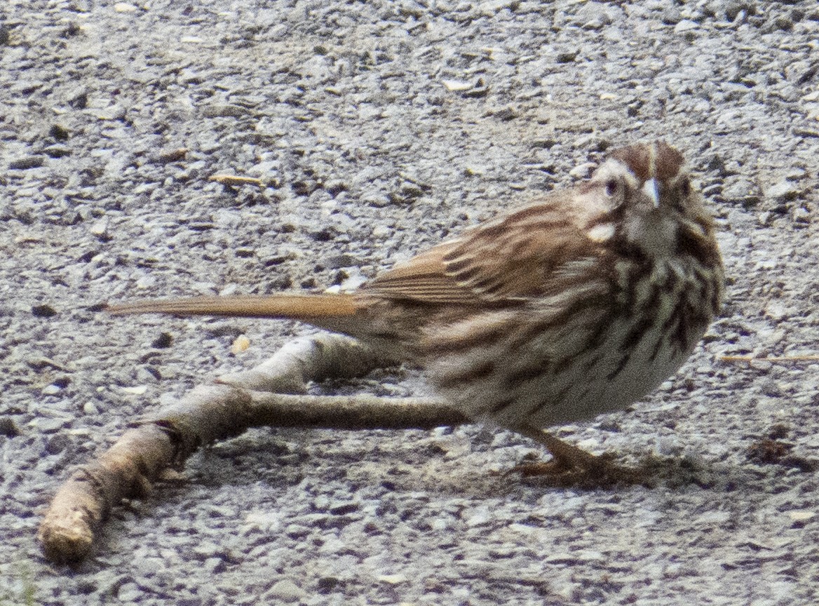 Song Sparrow - ML636823291
