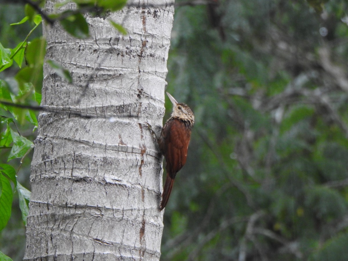 Straight-billed Woodcreeper - ML636823296