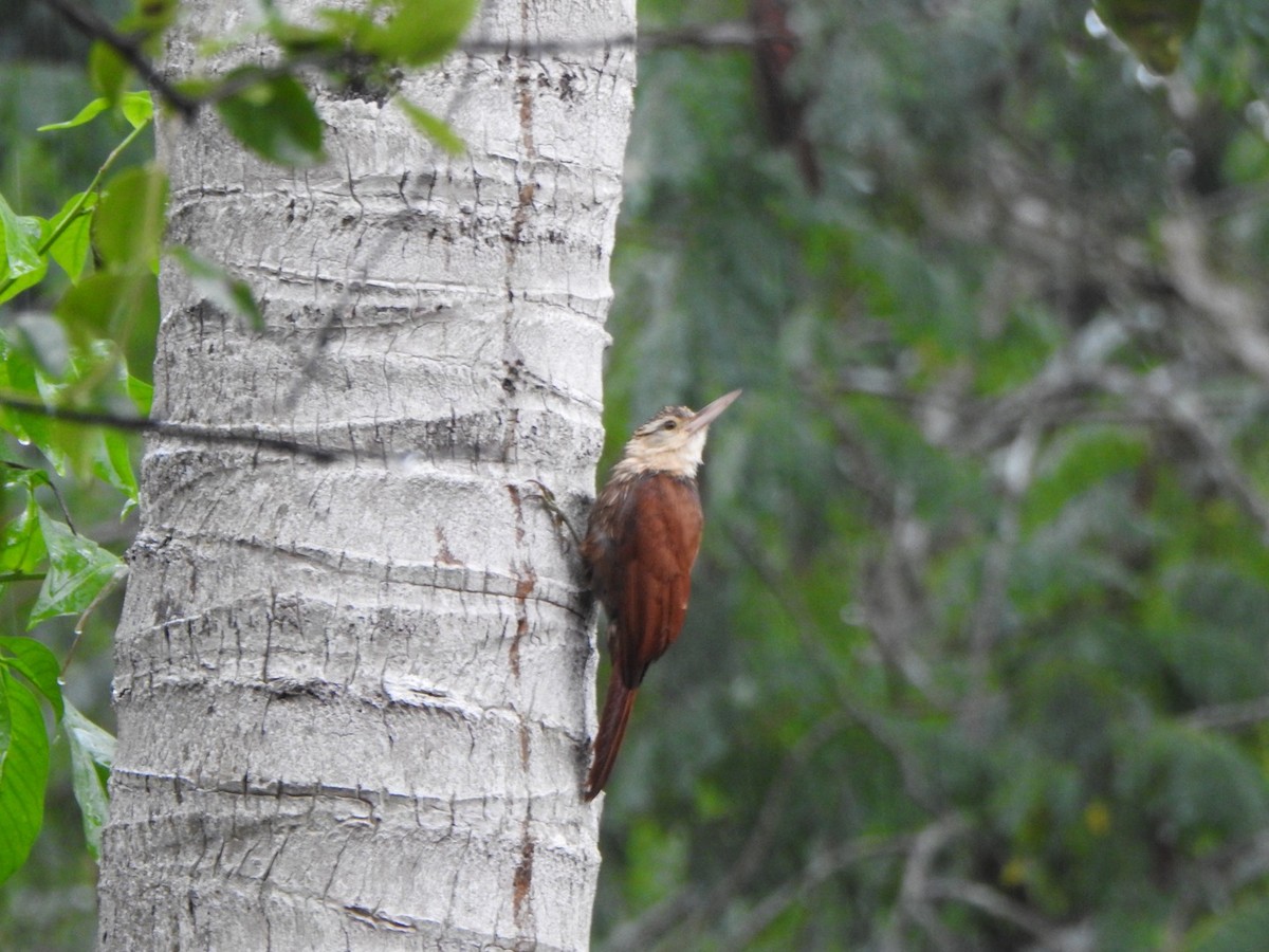 Straight-billed Woodcreeper - ML636823297