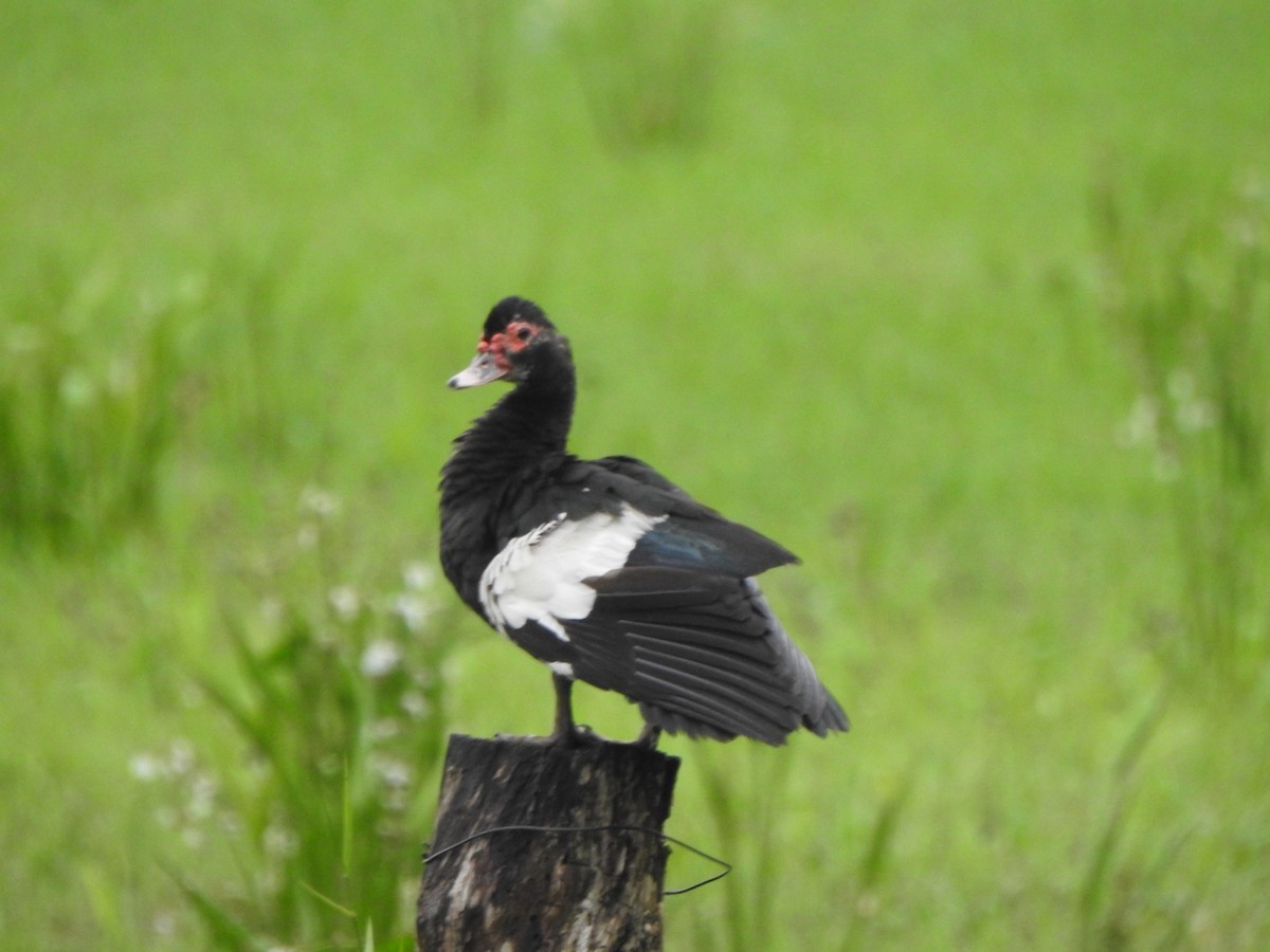 Muscovy Duck - ML636823335