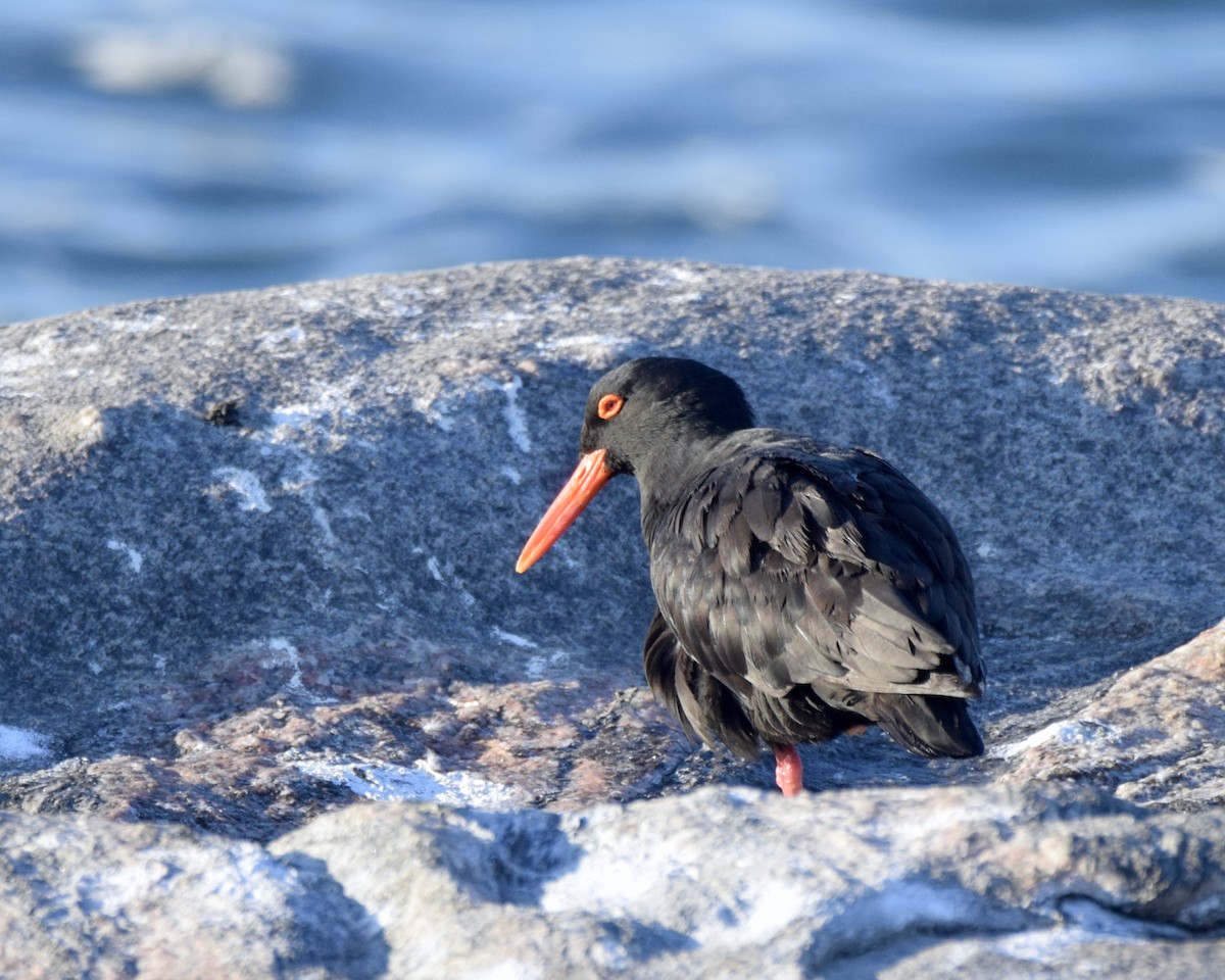 African Oystercatcher - ML636823387