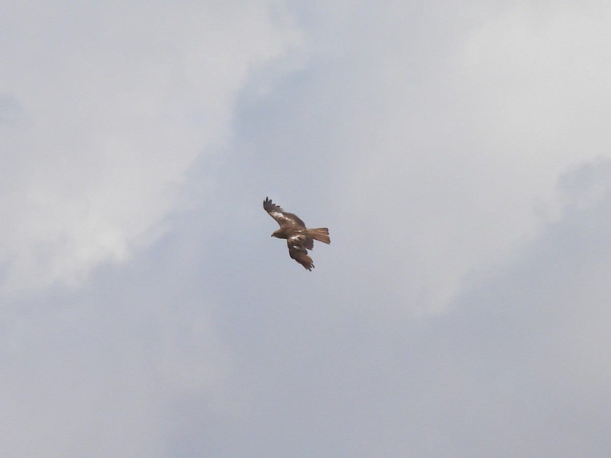 Black Kite - ML636823482