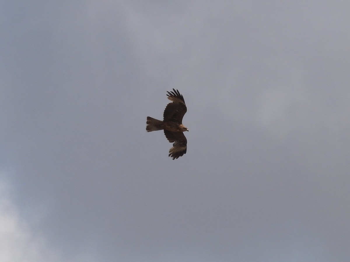 Black Kite - ML636823483