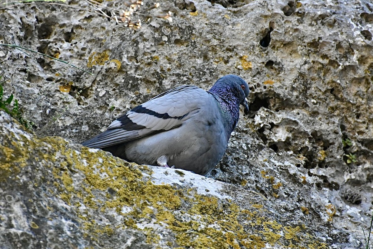 Pigeon biset (forme domestique) - ML636823518