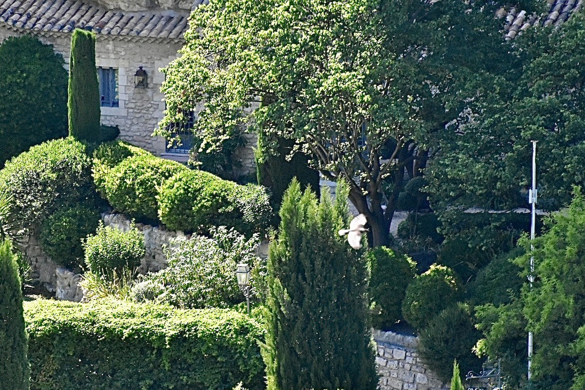 Bondrée apivore - ML636823583