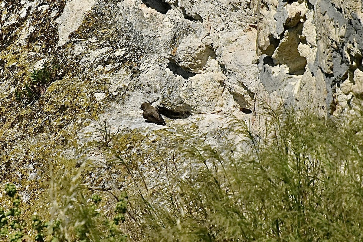Hirondelle de rochers - ML636823626
