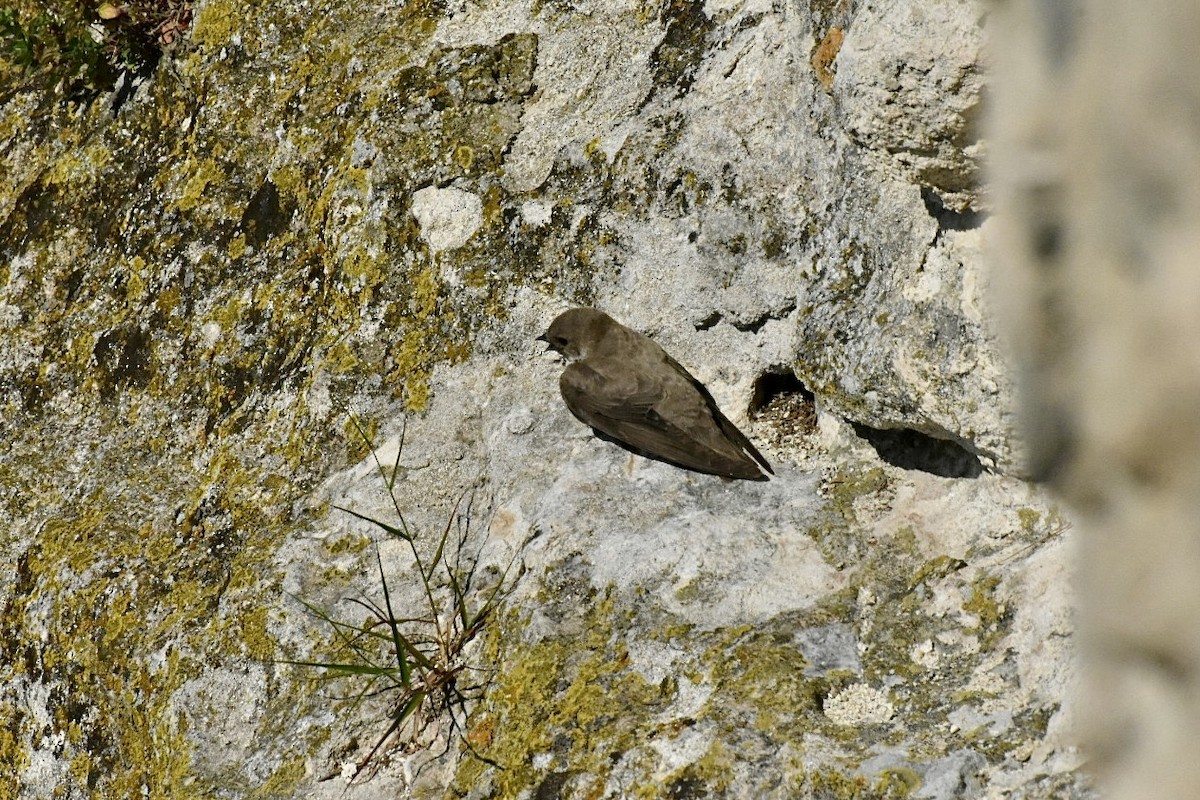 Hirondelle de rochers - ML636823627