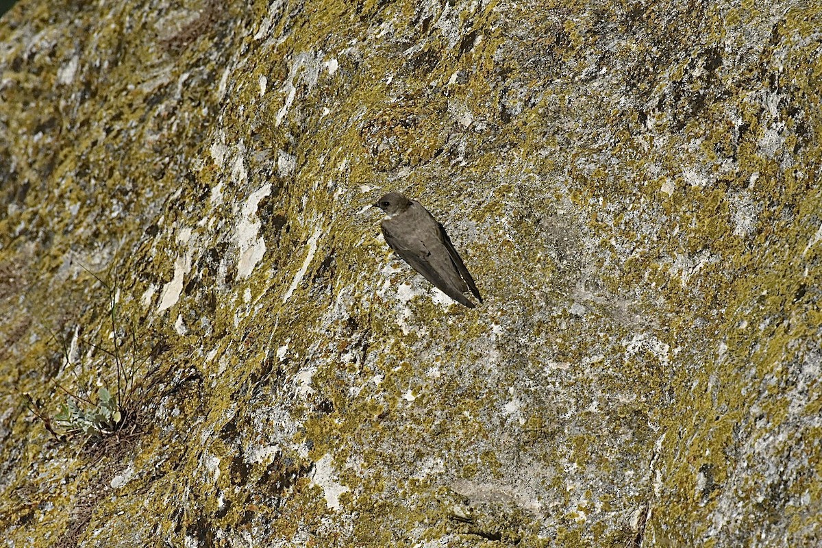 Hirondelle de rochers - ML636823628