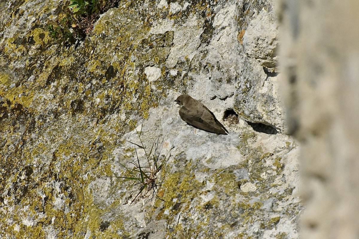 Hirondelle de rochers - ML636823629