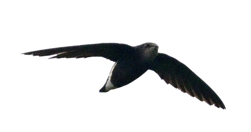 Silver-backed Needletail - ML636823721