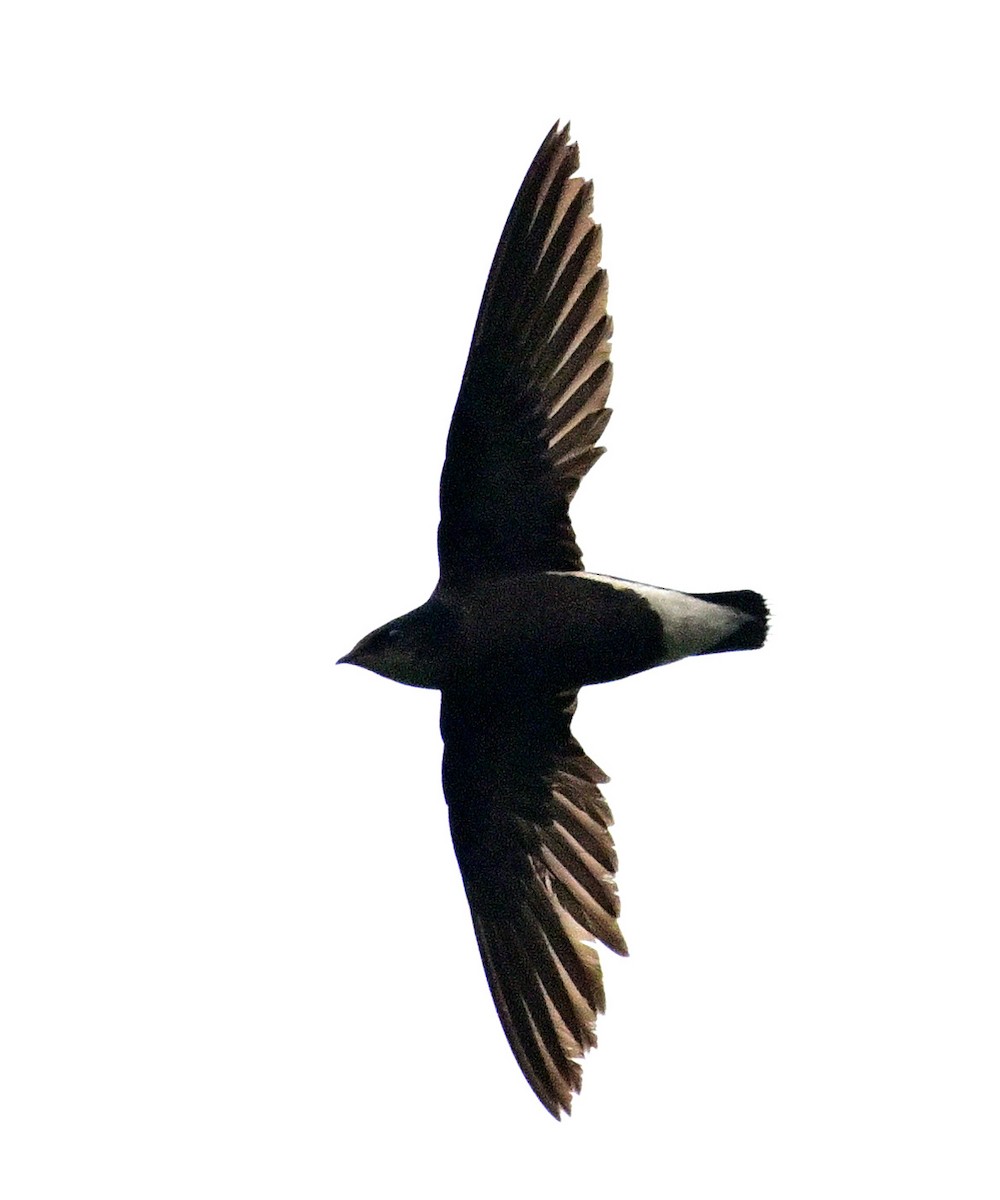 Silver-backed Needletail - ML636823722