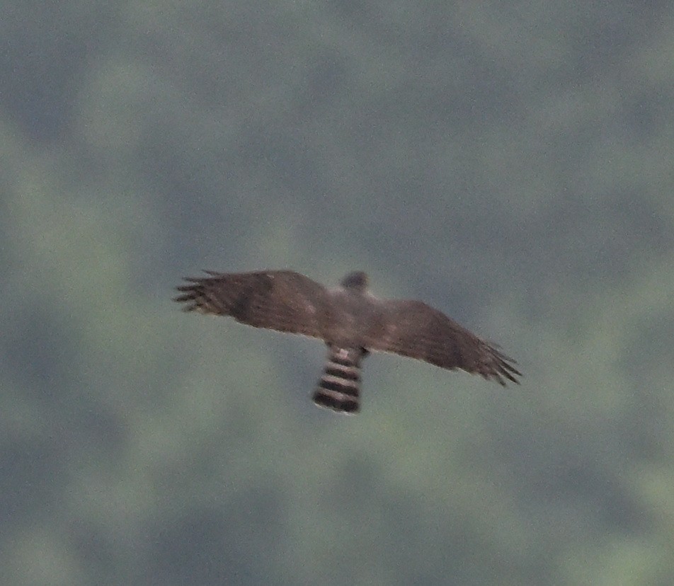 krahujec besra - ML636823733