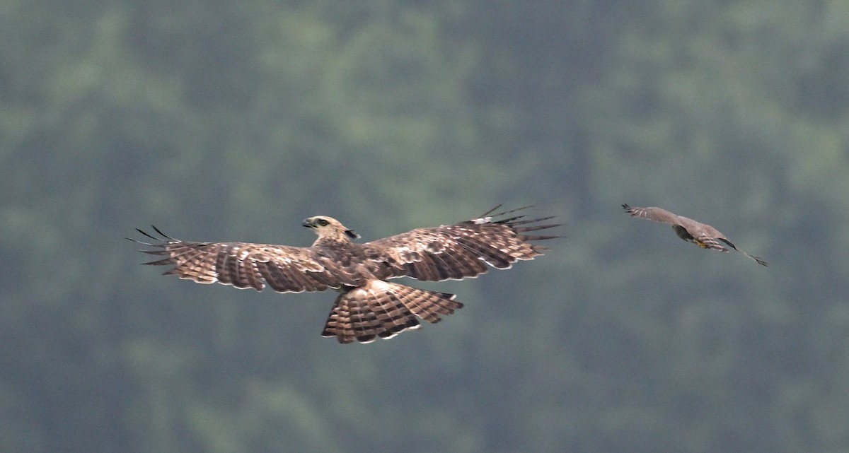 krahujec besra - ML636823734