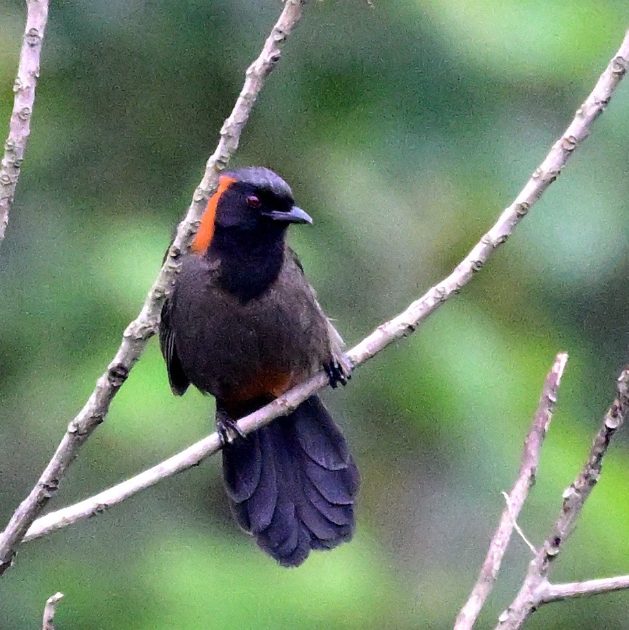 Rufous-necked Laughingthrush - ML636823742