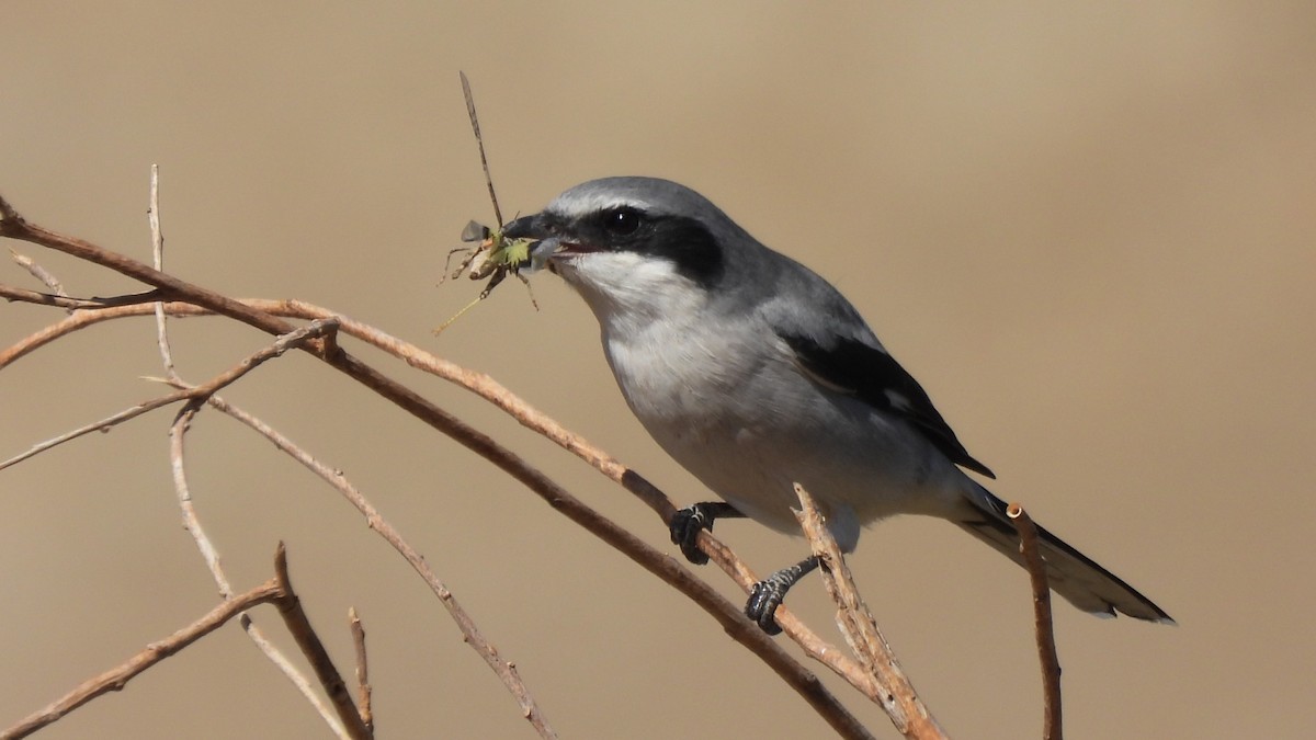 Loggerhead Shrike - ML636823817