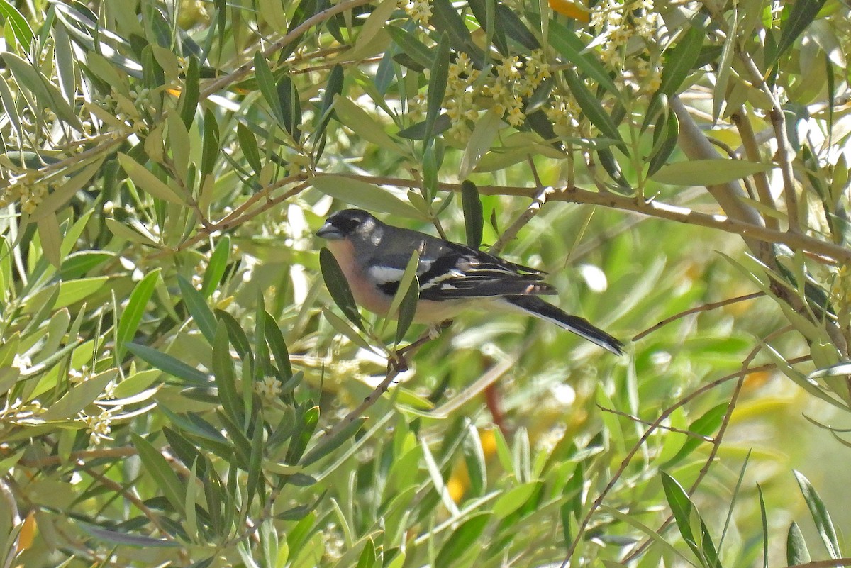 African Chaffinch - ML636823884