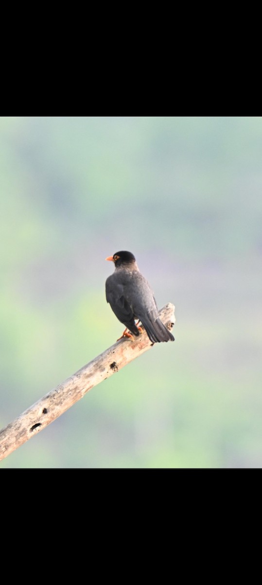 Indian Blackbird - ML636823934