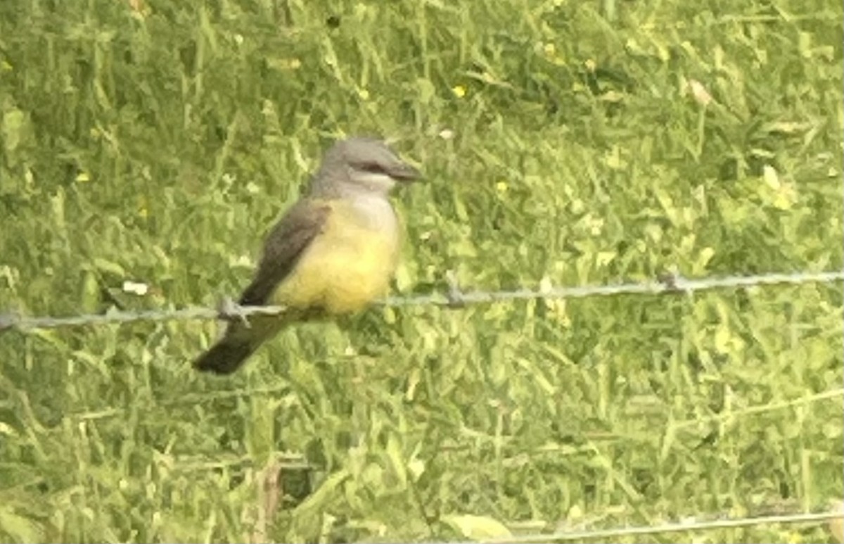 Western Kingbird - ML636823982