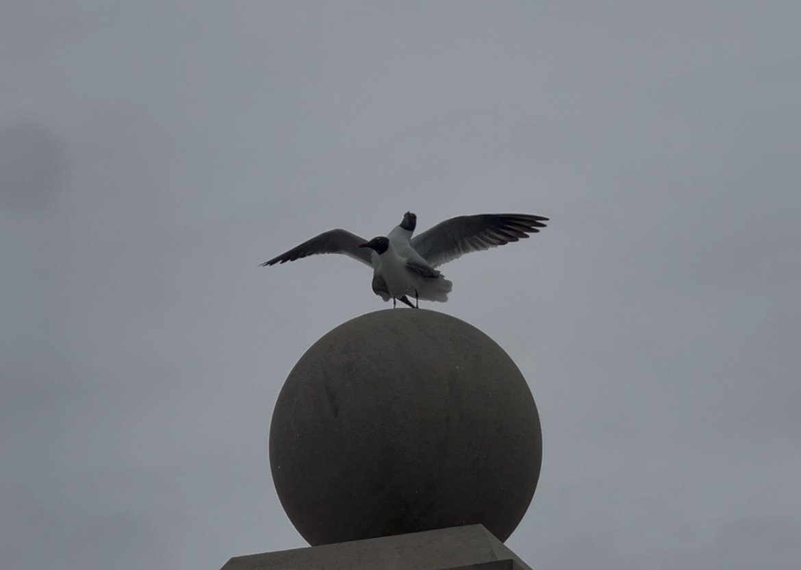Laughing Gull - ML636823996