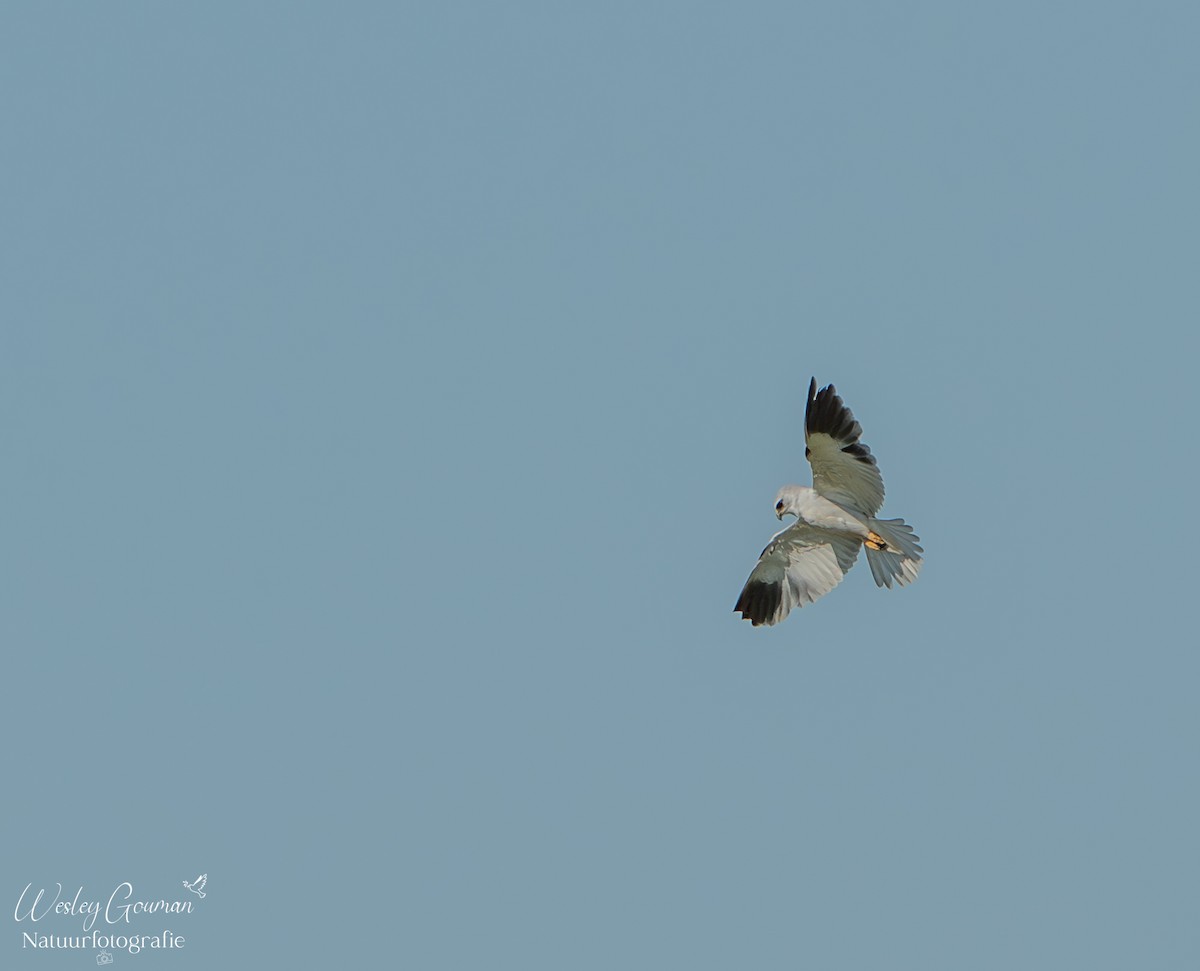 Black-winged Kite - ML636824043