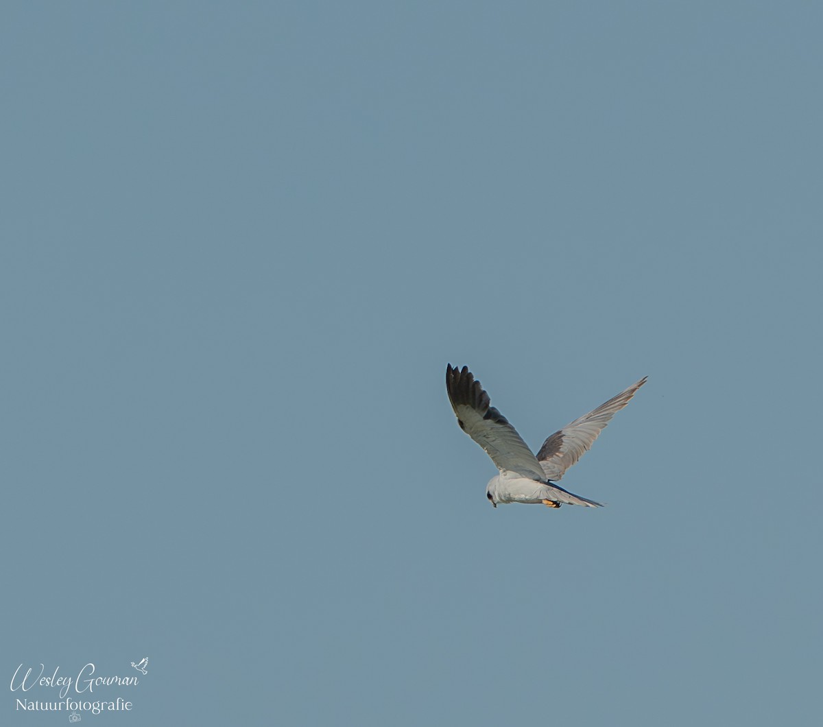 Black-winged Kite - ML636824044