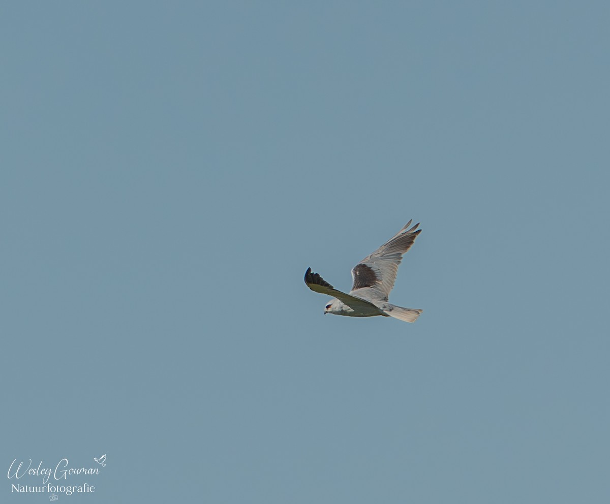 Black-winged Kite - ML636824045