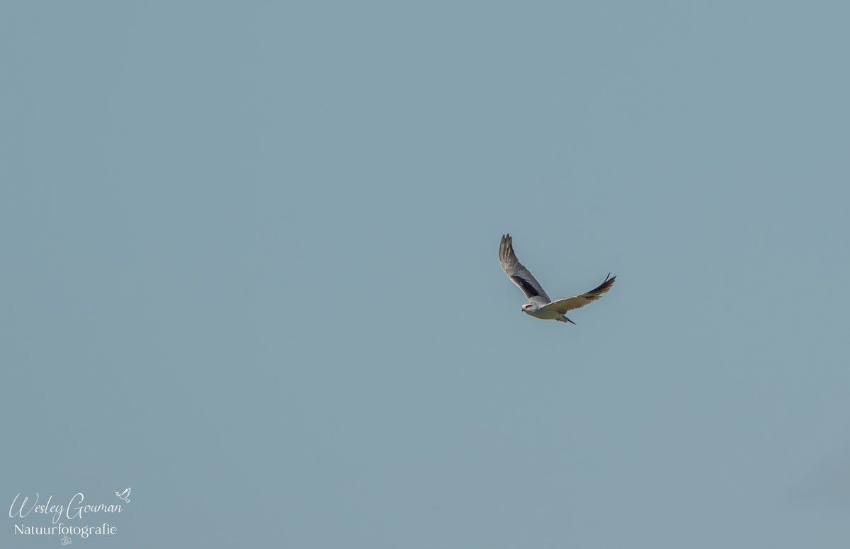 Black-winged Kite - ML636824046