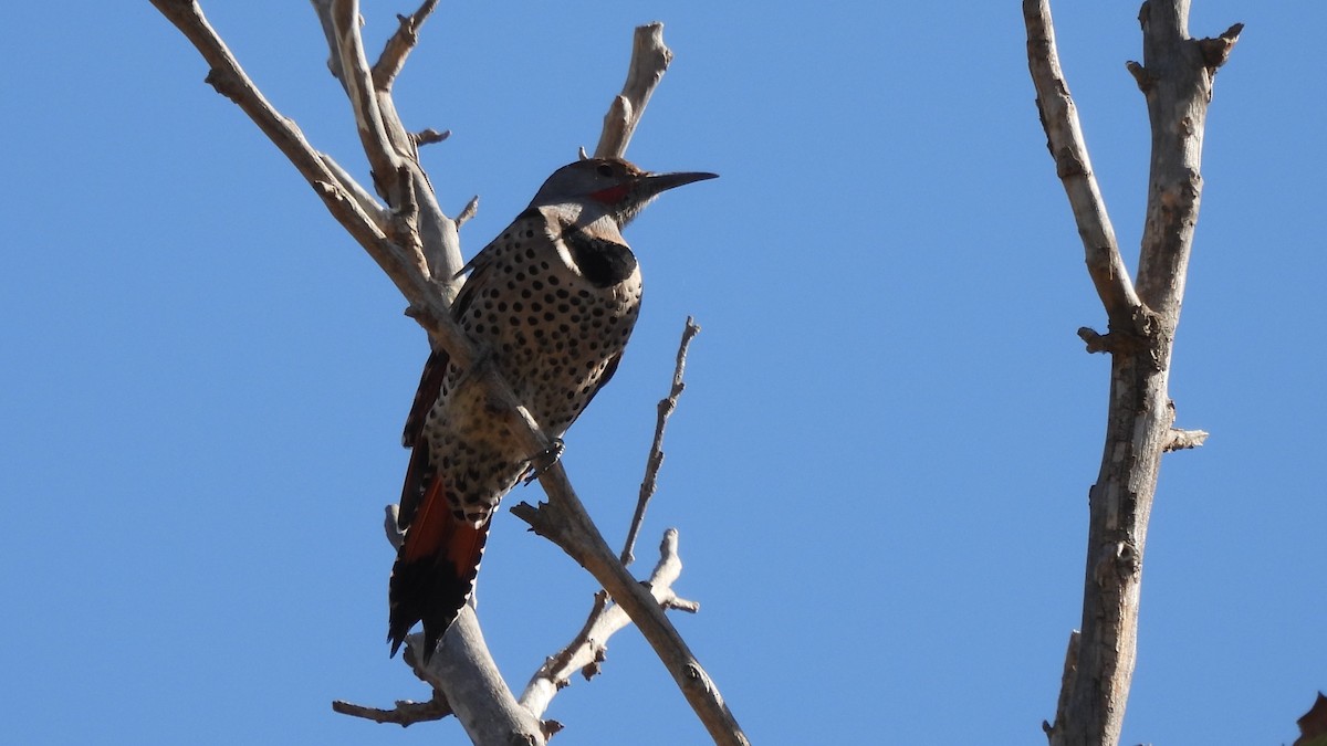 Northern Flicker - ML636824058