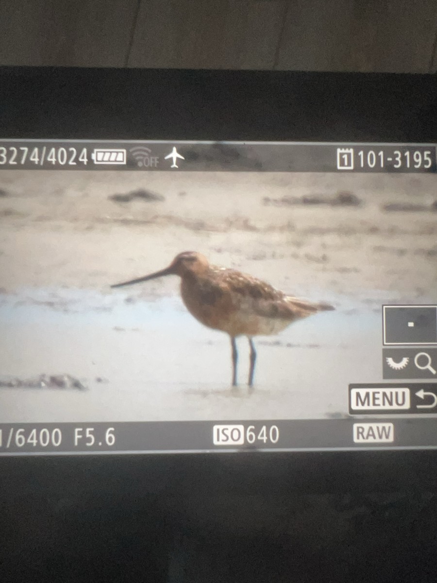 Pittima minore - ML636824121