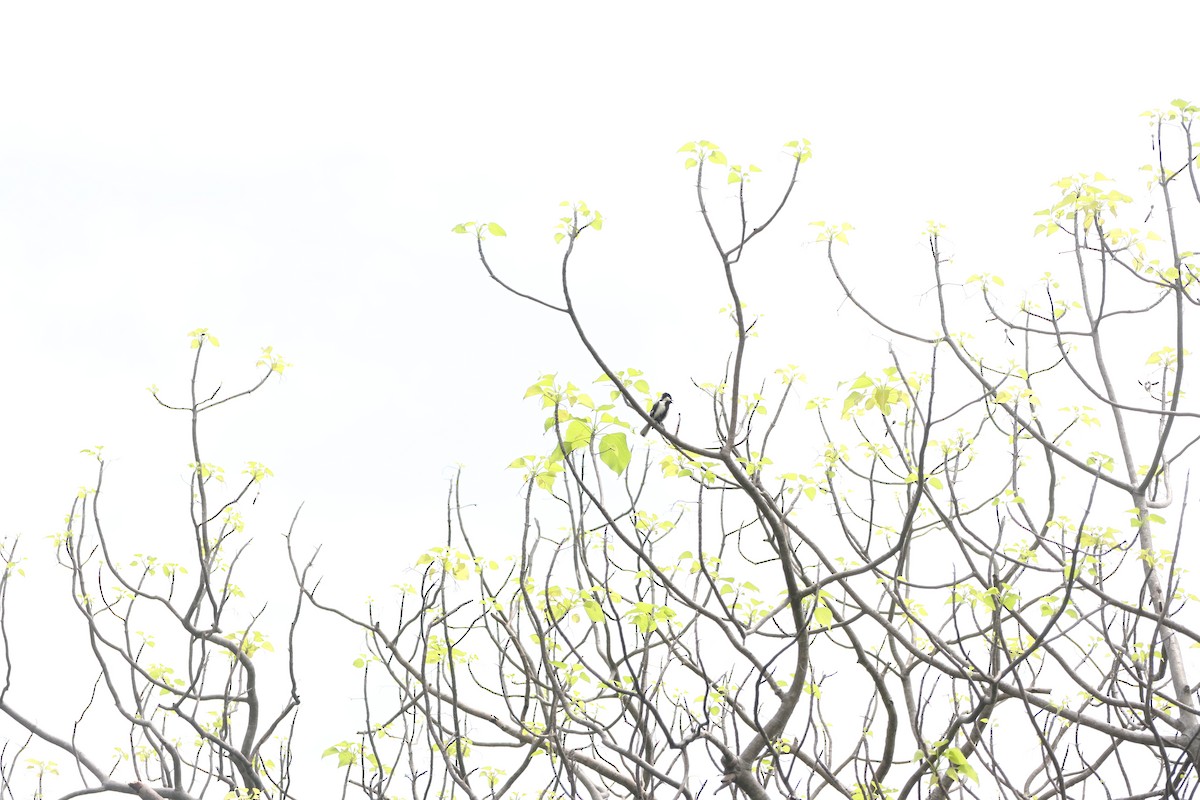 White-naped Tit - ML636824189