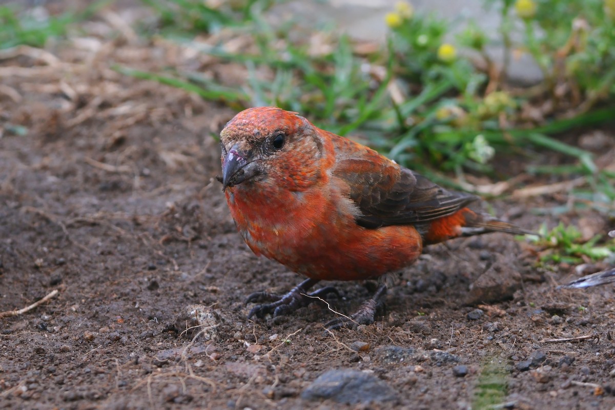 Red Crossbill (Appalachian or type 1) - ML636824194