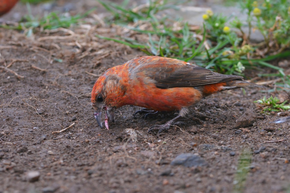 Red Crossbill (Appalachian or type 1) - ML636824195