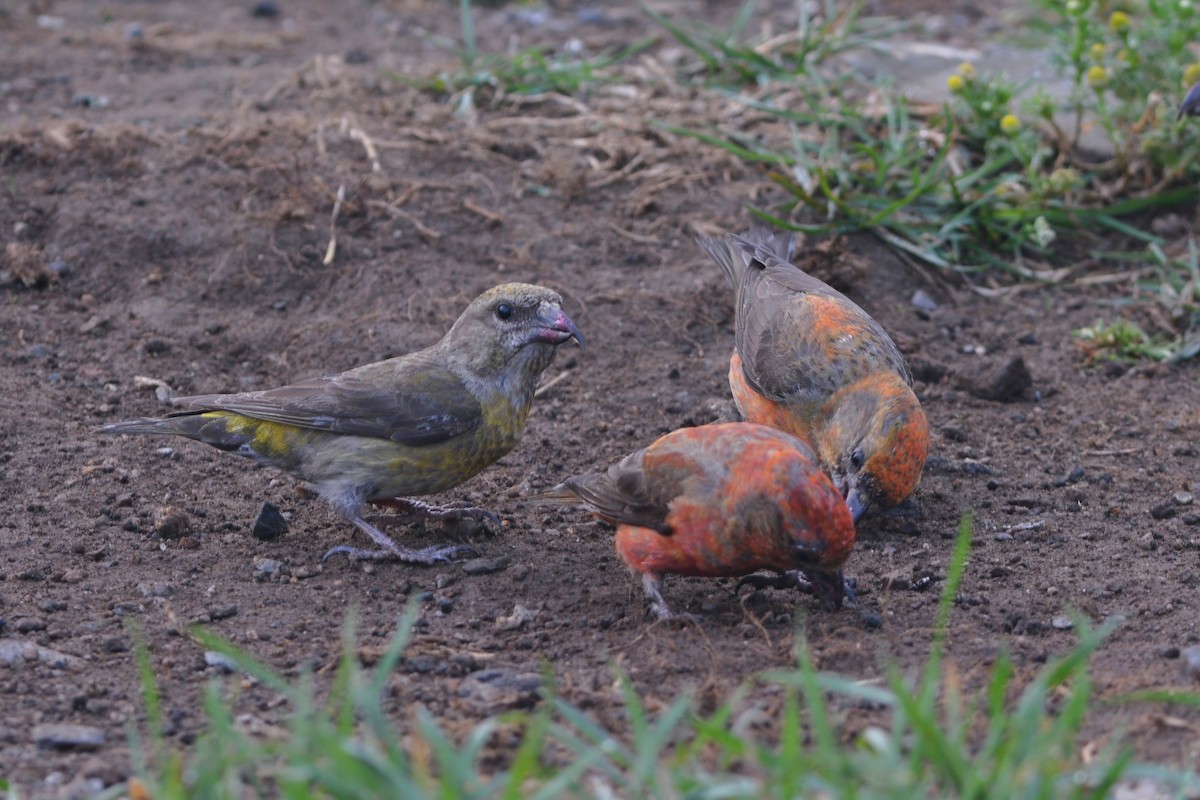 Red Crossbill (Appalachian or type 1) - ML636824203