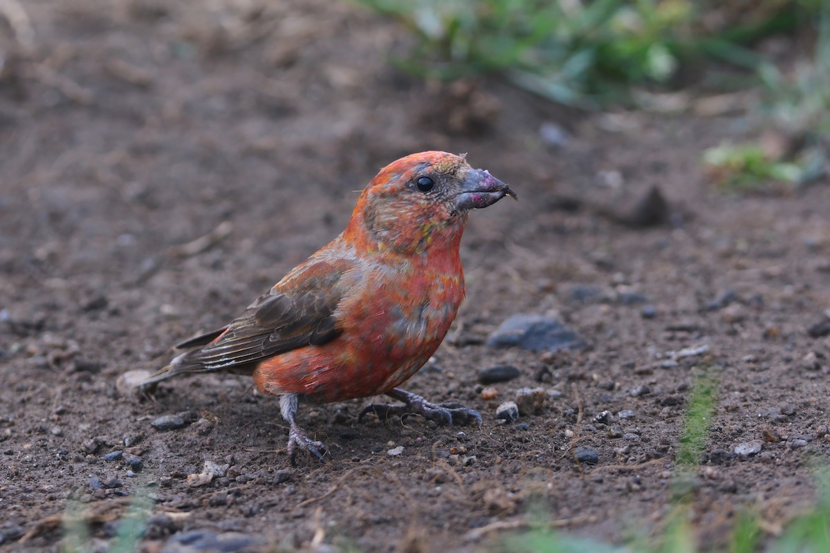 Red Crossbill (Appalachian or type 1) - ML636824205