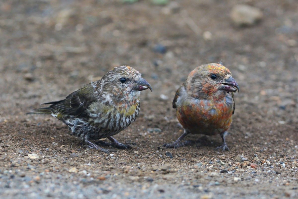 Red Crossbill (Appalachian or type 1) - ML636824212