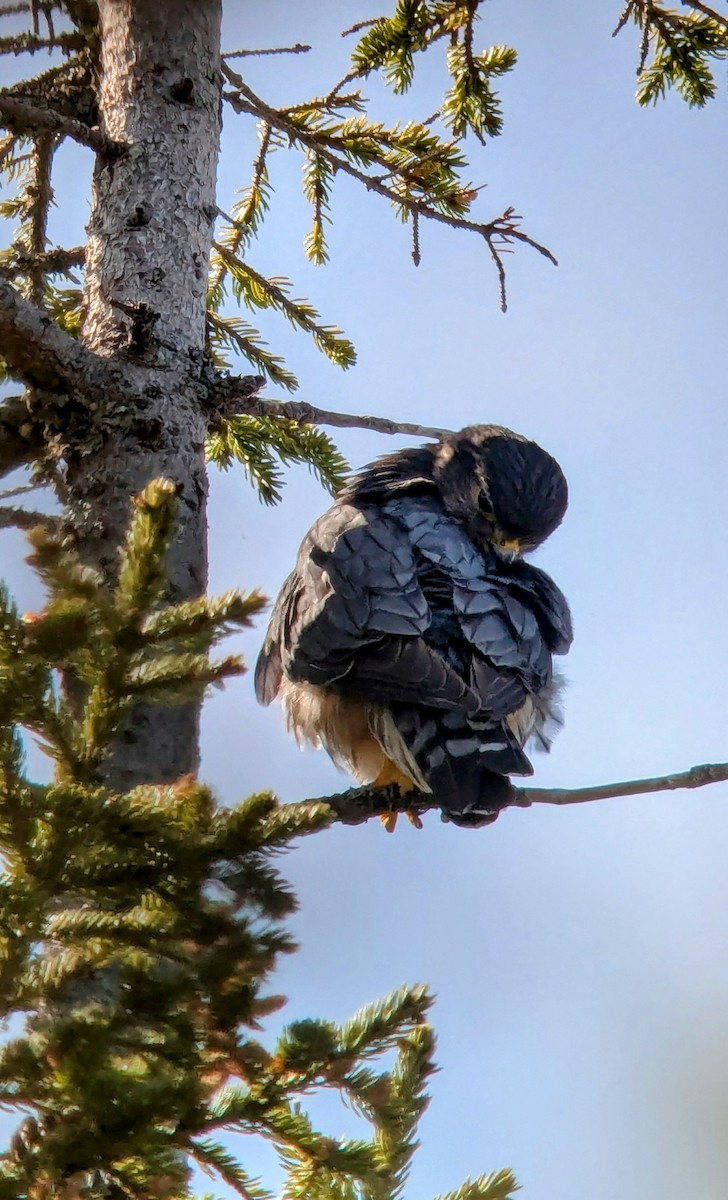 Merlin - ML636824216