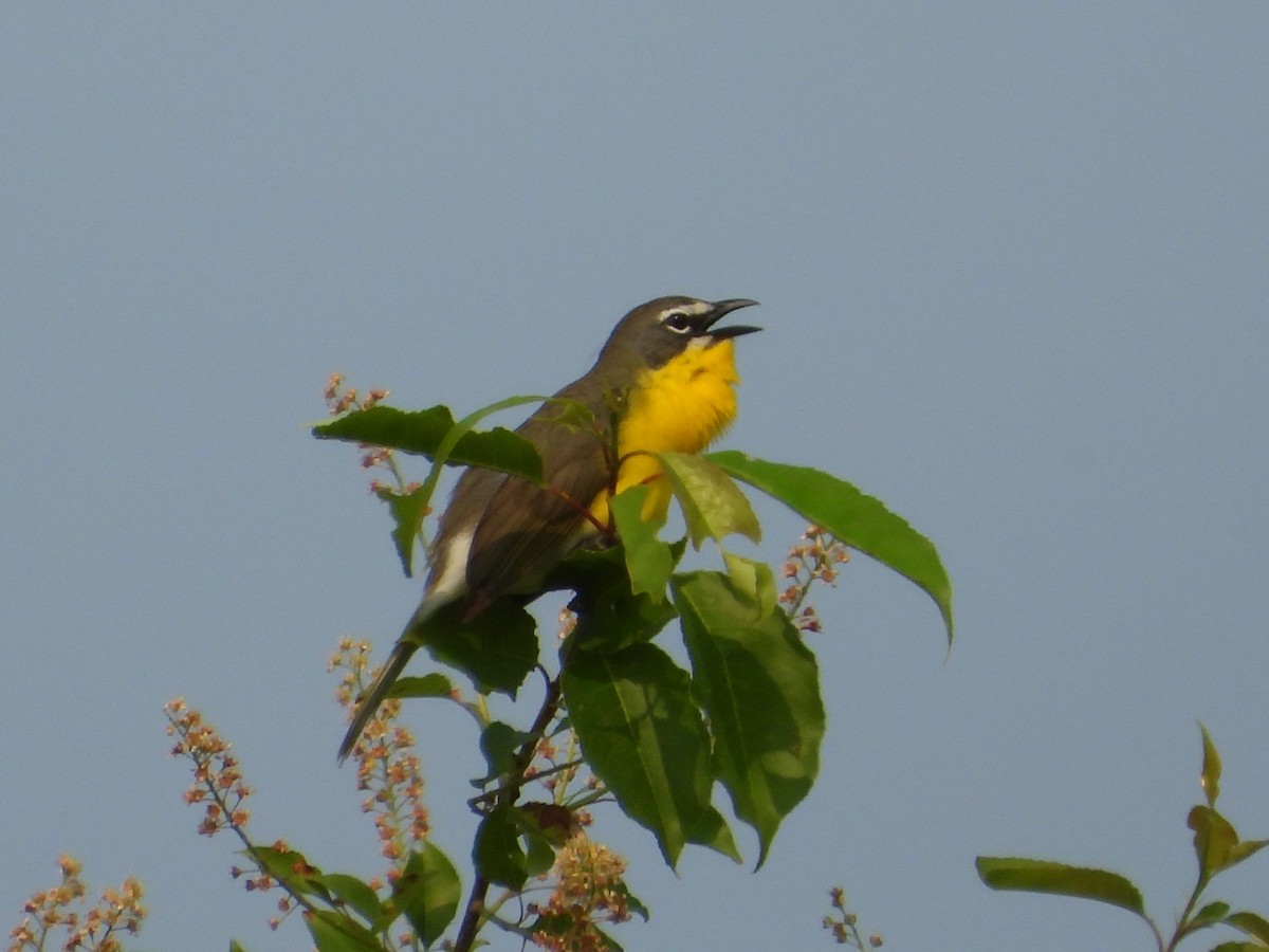 Yellow-breasted Chat - ML636824286